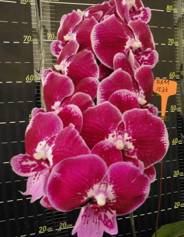 Phal. Da Shyang "1533"：圖片 2