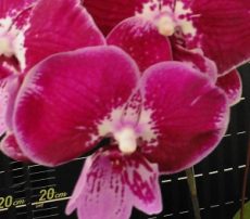 Phal. Da Shyang "1533"
