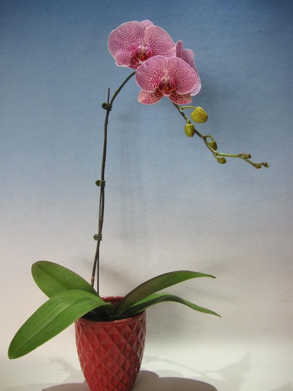 Phal. KV "188"：圖片 2