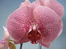Phal. KV "188"