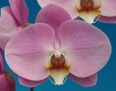 Dtps. Chian-Huey Red Rose X Phal. Sogo Yukidian "225"