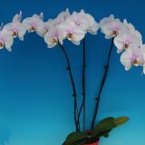 Phal. Taida Blessing "Star Moon"：圖片 2