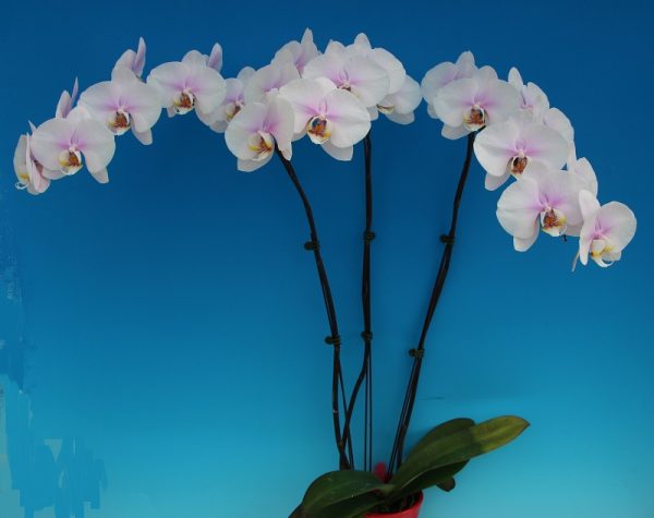Phal. Taida Blessing "Star Moon"：圖片 2