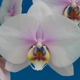 Phal. Taida Blessing "Star Moon"