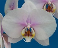 Phal. Taida Blessing "Star Moon"