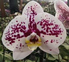 Dtps. Lianher Snowflaka