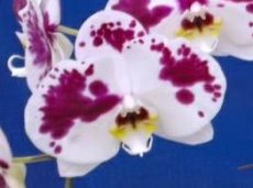 Dtps. Lianher Happy Song "155-9"