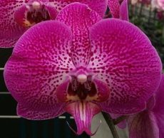 Dtps. Lianher Snapper