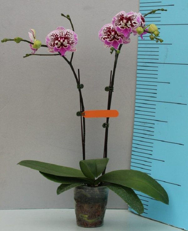 Phal. Tying Shin New View G4：圖片 2