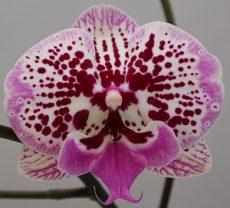 Phal. Tying Shin New View G4