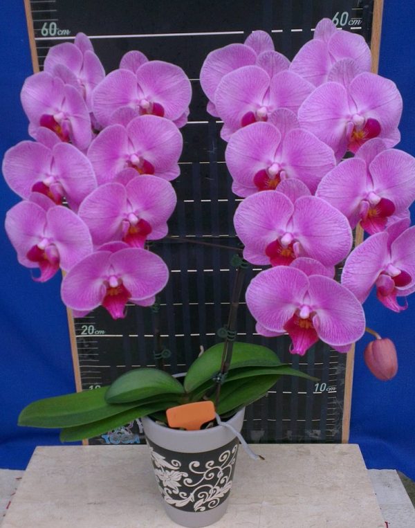Dtps. Lianher Focus：圖片 2