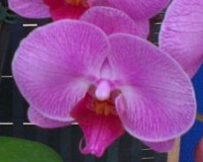 Dtps. Lianher Focus