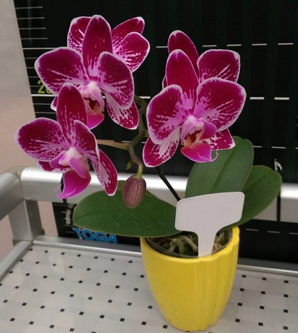 Dtps. Lianher Happy Ladybug：圖片 2