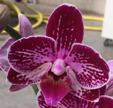 Dtps. Lianher Happy Ladybug