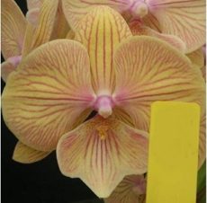 (Dtps. Little Gem Stripes X Phal. Yu Pin Easter Island) X Dtps. Sin-Yaun Golden Beauty