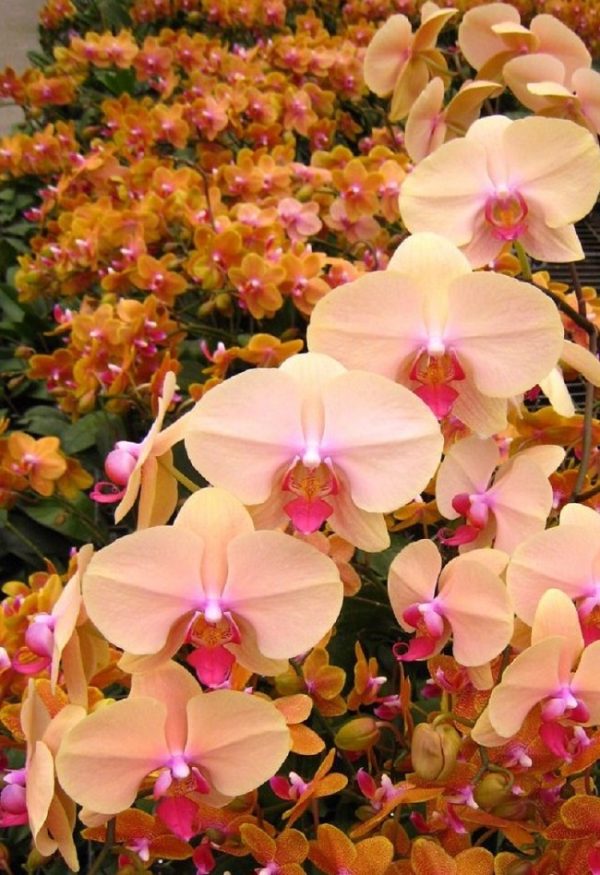 Phal. Evening Loves：圖片 2