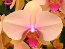 Phal. Evening Loves