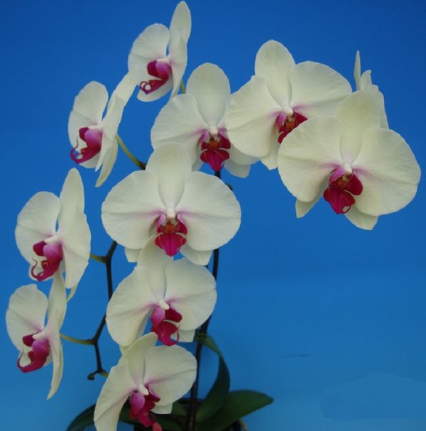 Dtps. Saitama Alliance X Dtps. Sin-Yaun Golden Beauty "172"：圖片 2