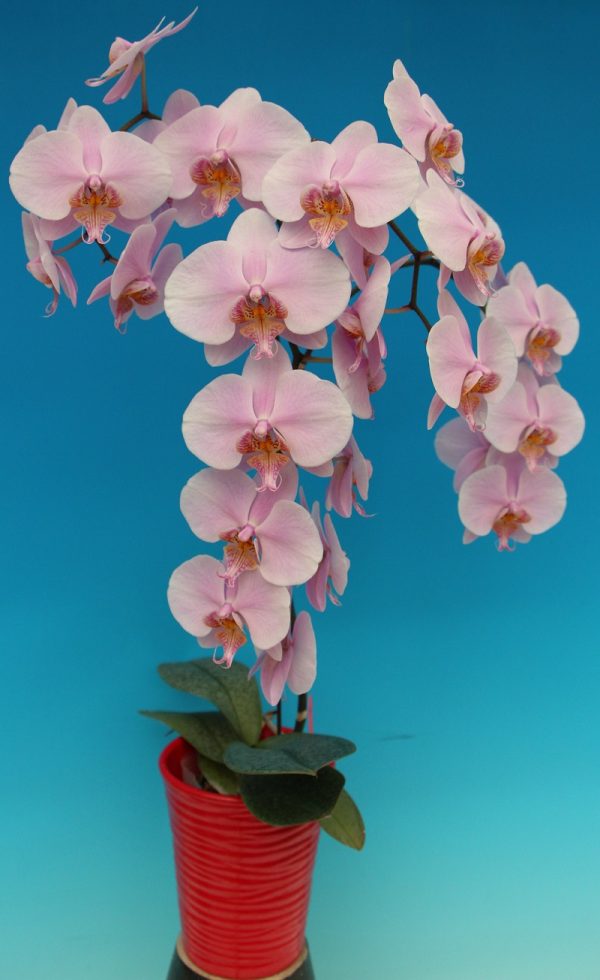 Phal. Ming Shing Cute Pinky：圖片 2