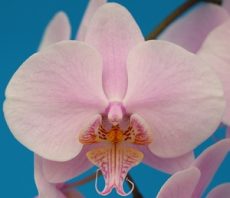 Phal. Ming Shing Cute Pinky