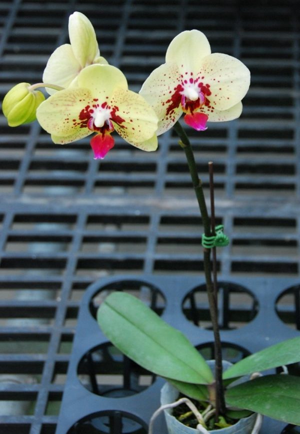 Phal. Yishing Country Boy "303"：圖片 2