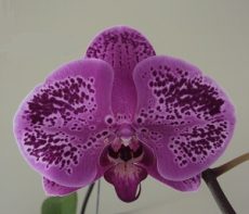 Phal. Reyoung Splash X Phal. Jiuhbao Fairy