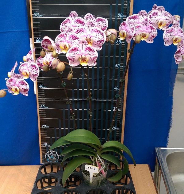 Dtps. Lianher Happy Song "155-5"：圖片 2