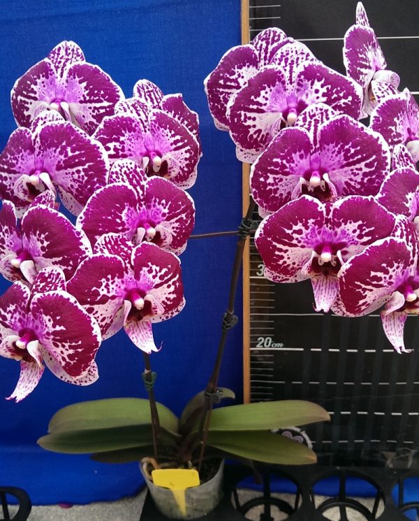 Dtps. Lianher Black Pearl "1026-13"：圖片 2