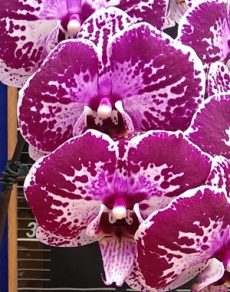 Dtps. Lianher Black Pearl "1026-13"