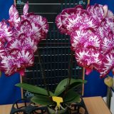 Dtps. Lianher Focus "1011-1"：圖片 2