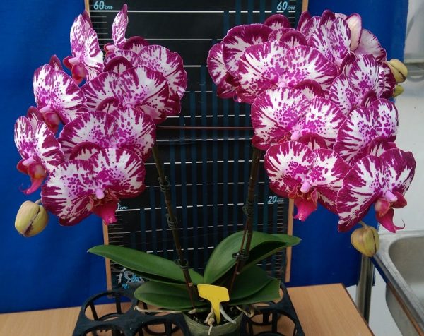 Dtps. Lianher Focus "1011-1"：圖片 2