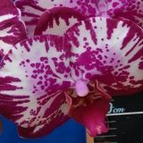 Dtps. Lianher Focus "1011-1"