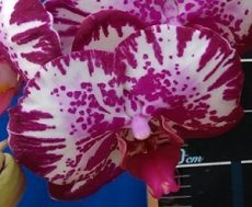 Dtps. Lianher Focus "1011-1"