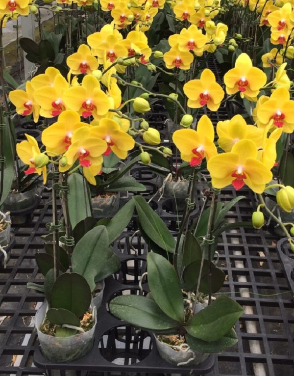 Phal. Tiannong Yellow Nice：圖片 2