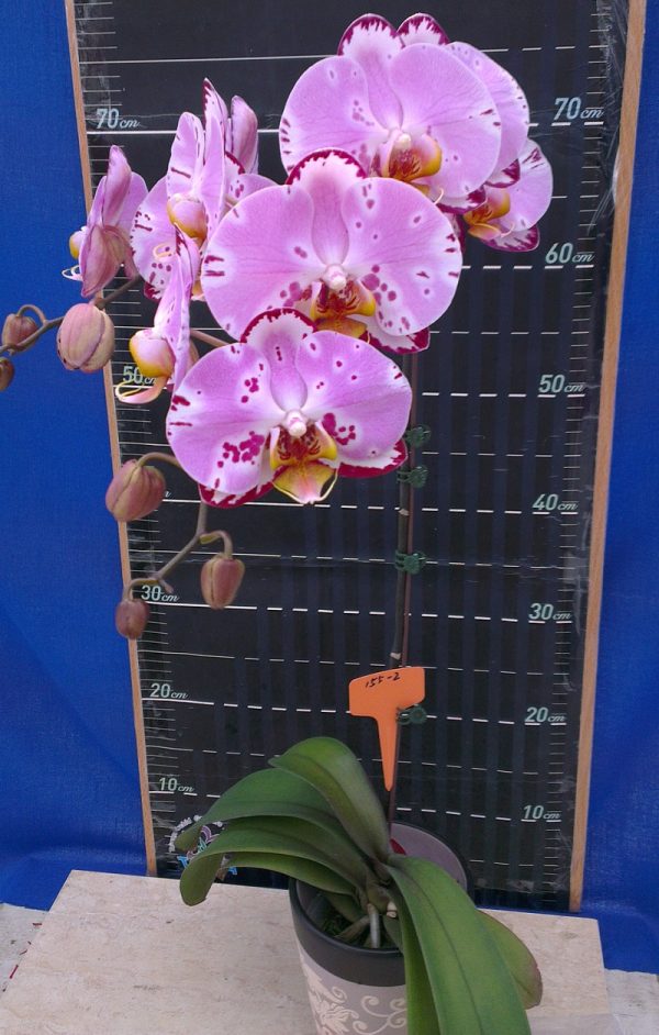 Dtps. Lianher Happy Song "155-2"：圖片 2