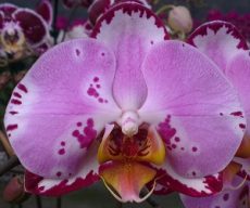 Dtps. Lianher Happy Song "155-2"