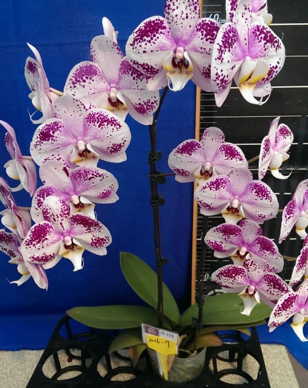 Dtps. Lianher Black Pearl "1026-17"：圖片 2