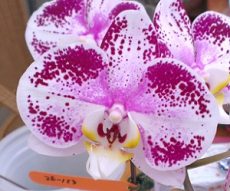 Dtps. Lianher Black Pearl "1026-17"