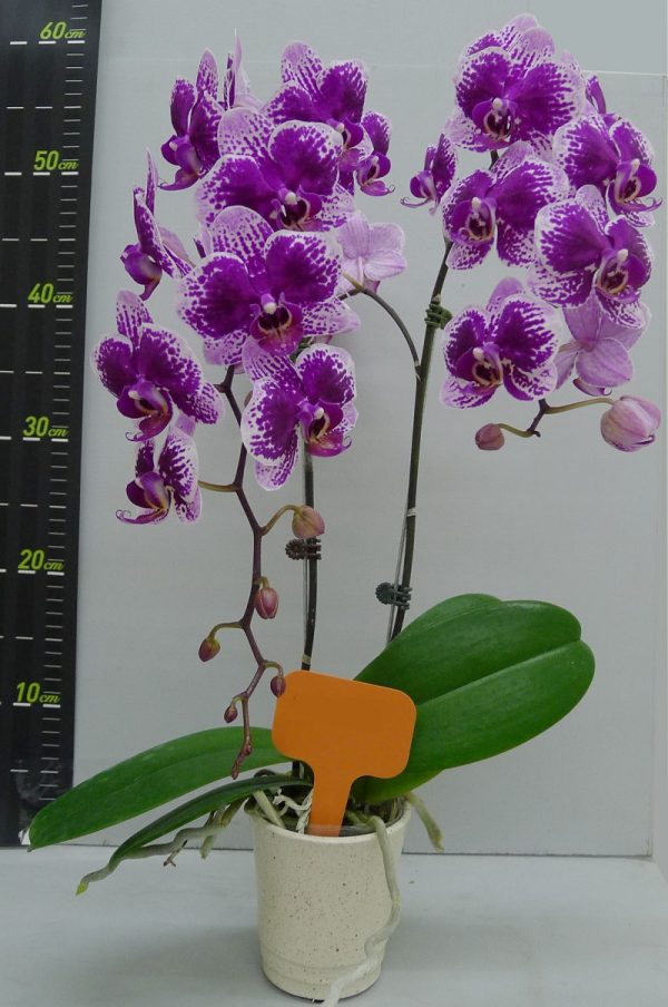 Phal. Lioulin Linnet X Phal. Yu Pin Polar Star：圖片 2