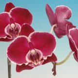 Dtps. Chain Xen Pearl X Dtps. (Sonically Prince X Nobby's Pink Lady)：圖片 2