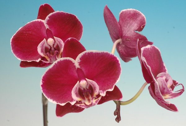 Dtps. Chain Xen Pearl X Dtps. (Sonically Prince X Nobby's Pink Lady)：圖片 2