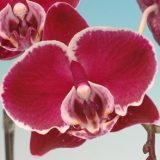 Dtps. Chain Xen Pearl X Dtps. (Sonically Prince X Nobby's Pink Lady)