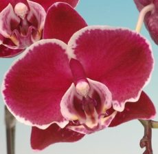 Dtps. Chain Xen Pearl X Dtps. (Sonically Prince X Nobby's Pink Lady)