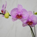 Phal. Leopard Princess：圖片 2