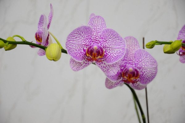 Phal. Leopard Princess：圖片 2