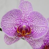Phal. Leopard Princess