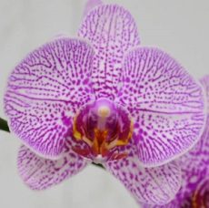 Phal. Leopard Princess