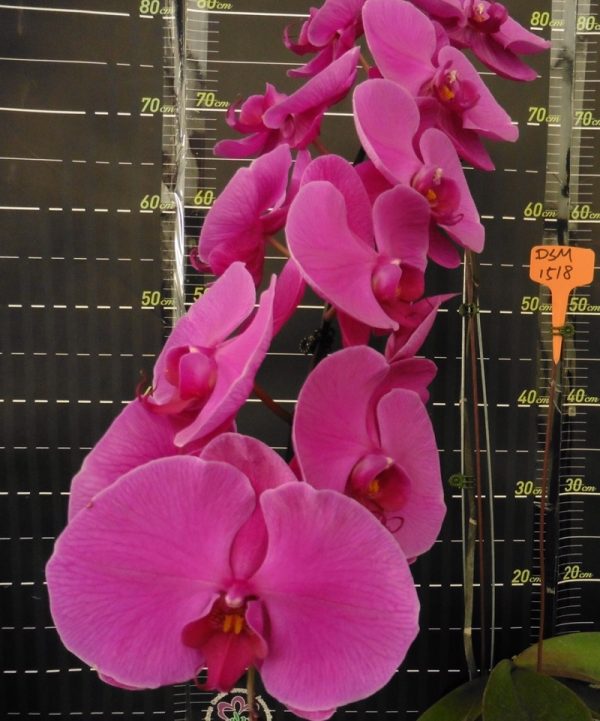 Phal. Da Shyang "1518"：圖片 2