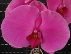 Phal. Da Shyang "1518"