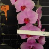 Phal. Da Shyang "1519"：圖片 2